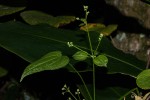 Rubia cordifolia subsp. conotricha