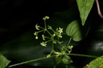 Rubia cordifolia subsp. conotricha