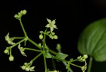 Rubia cordifolia subsp. conotricha