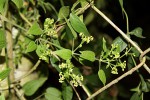 Rubia cordifolia subsp. conotricha