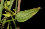 Rubia cordifolia subsp. conotricha