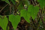 Zehneria scabra subsp. scabra