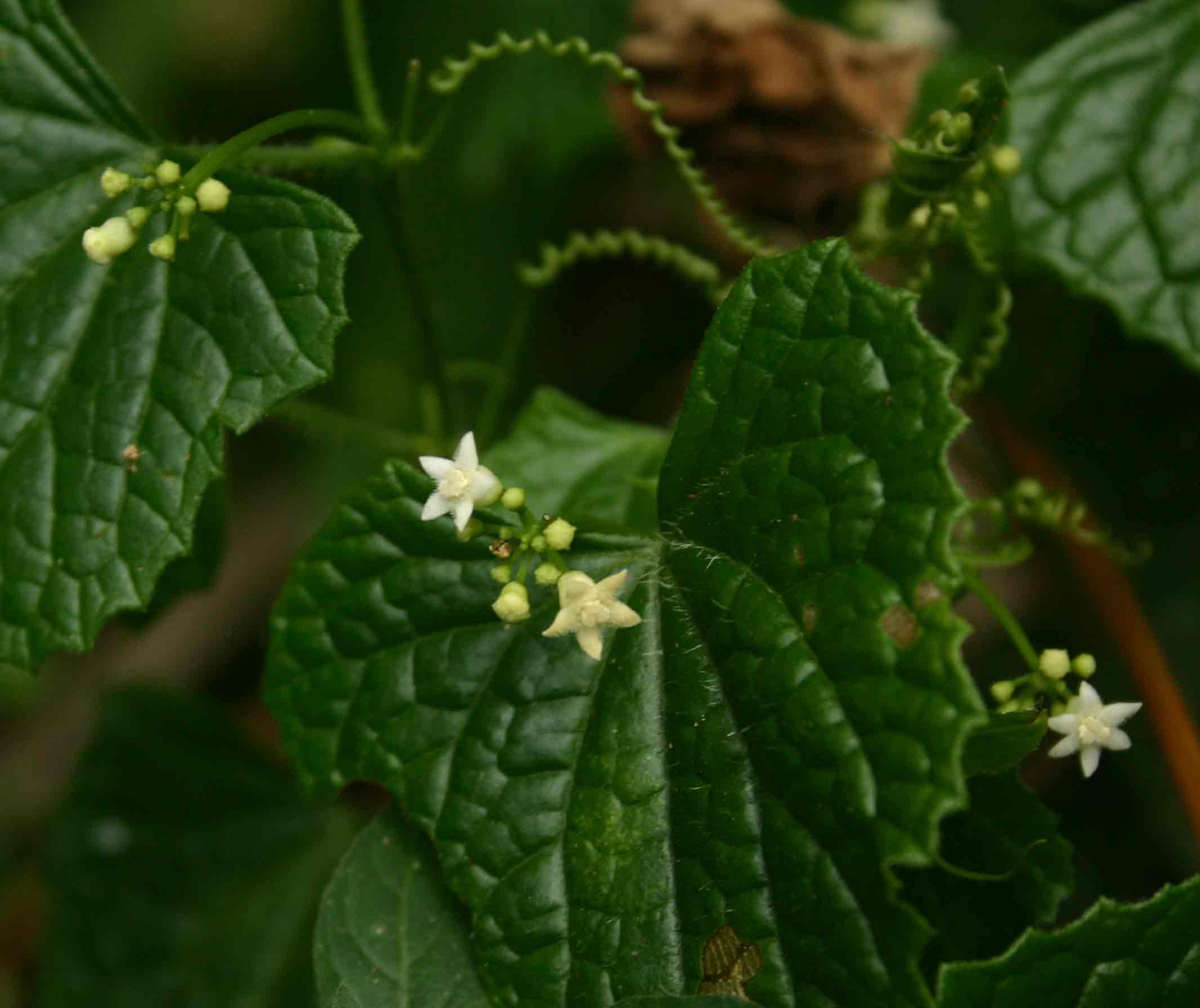 Zehneria scabra subsp. scabra