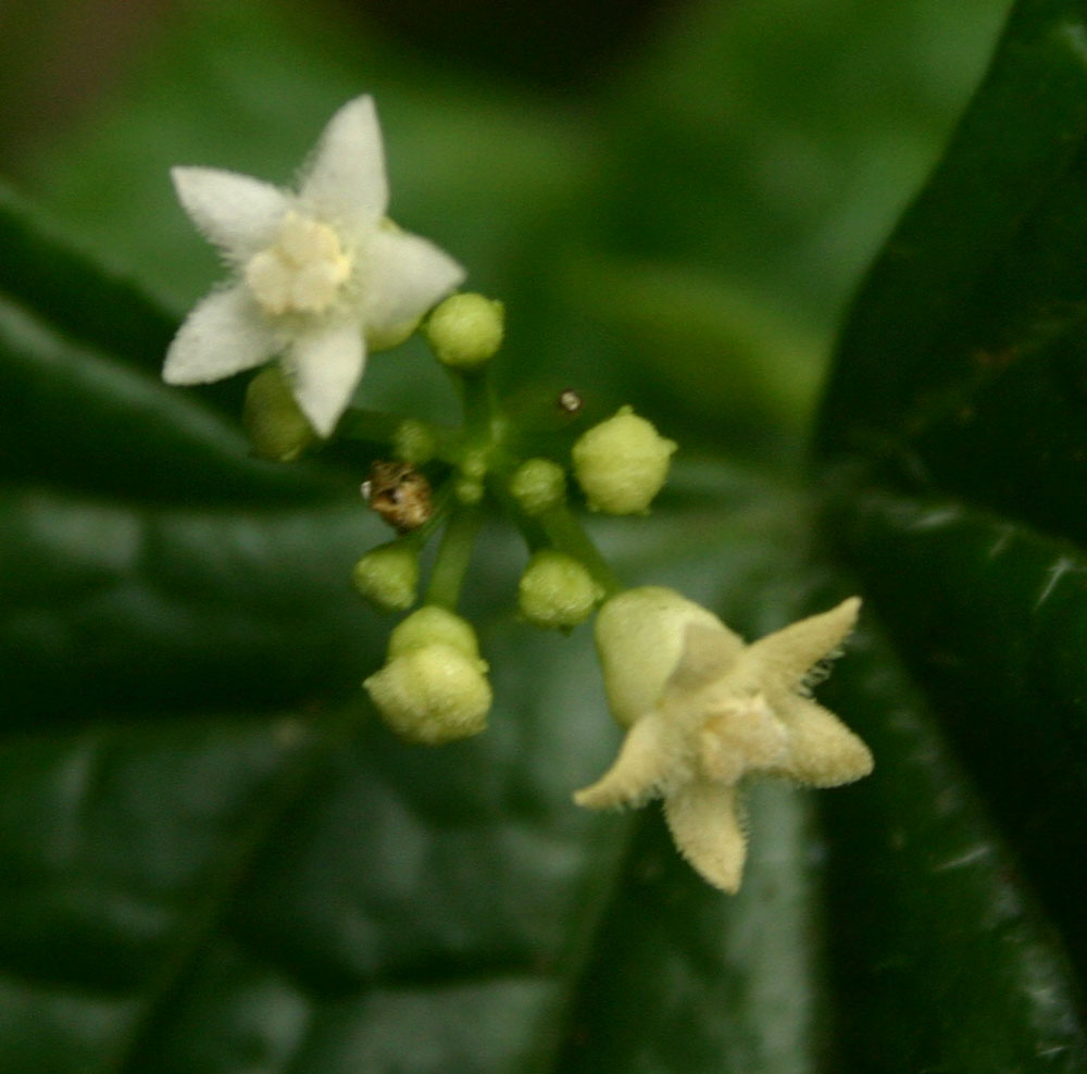 Zehneria scabra subsp. scabra