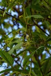 Zehneria scabra subsp. scabra