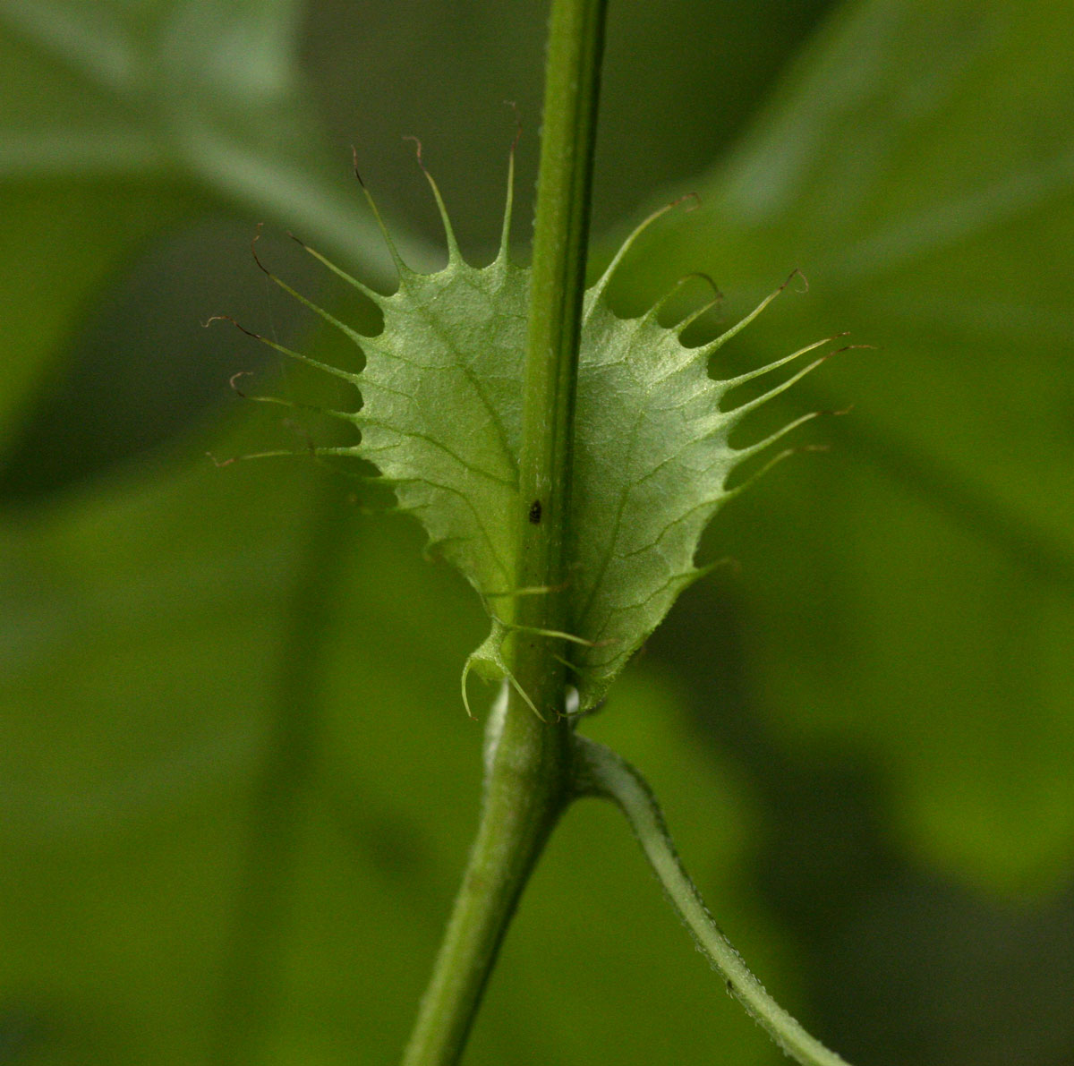 Ctenolepis cerasiformis