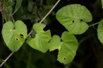 Kedrostis foetidissima