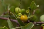 Corallocarpus bainesii