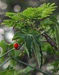 Corallocarpus bainesii