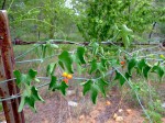 Corallocarpus bainesii