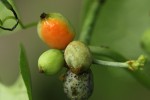 Corallocarpus bainesii