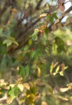 Corallocarpus bainesii