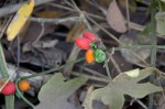 Corallocarpus bainesii