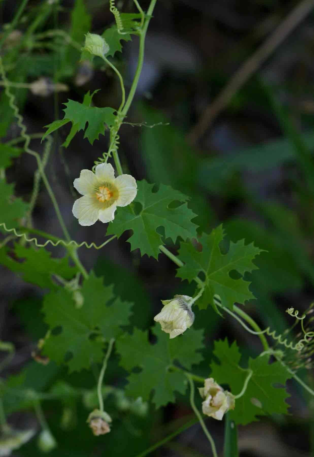 Momordica balsamina