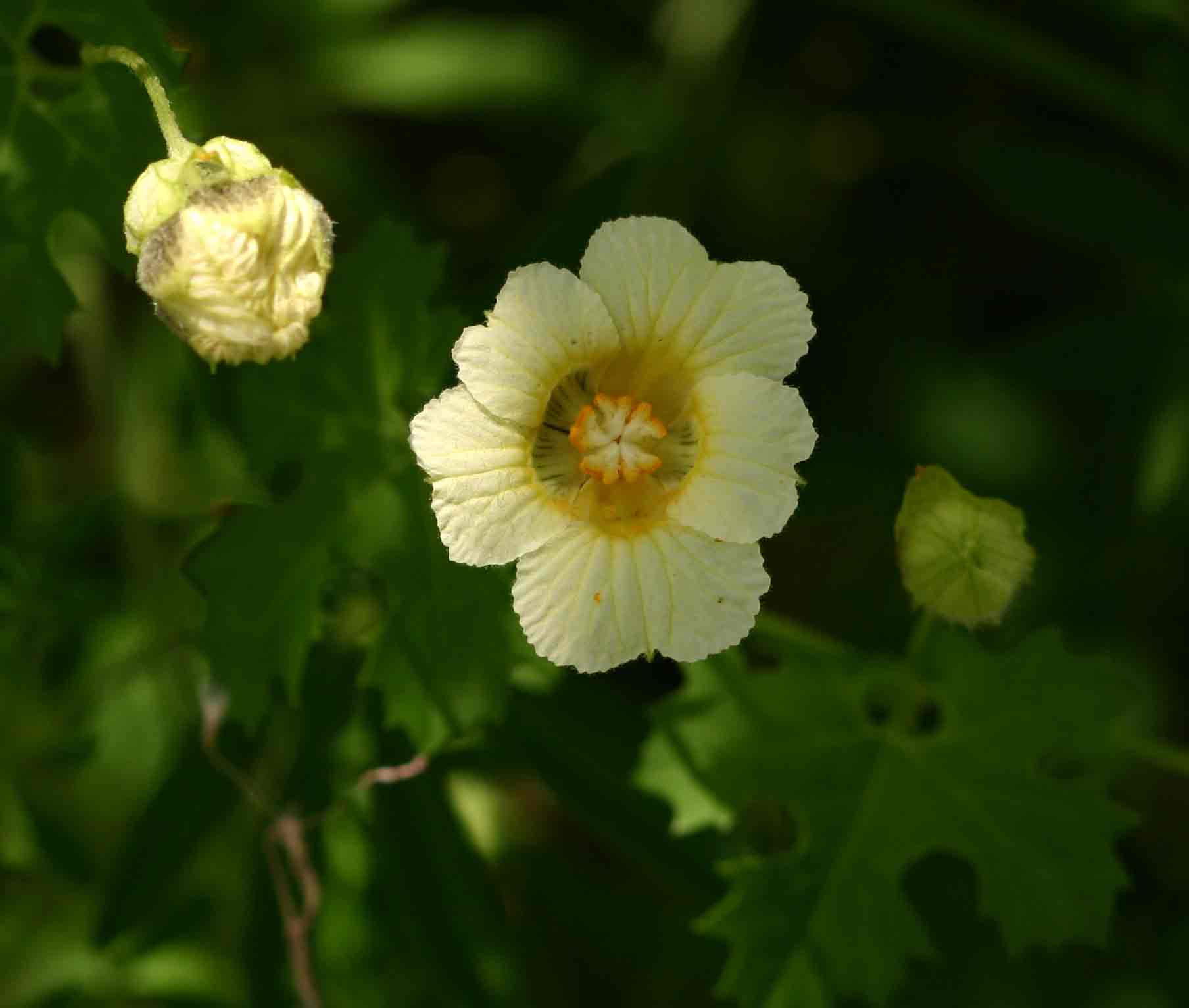 Momordica balsamina