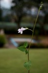 Lobelia baumannii