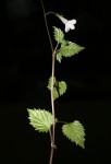 Lobelia baumannii