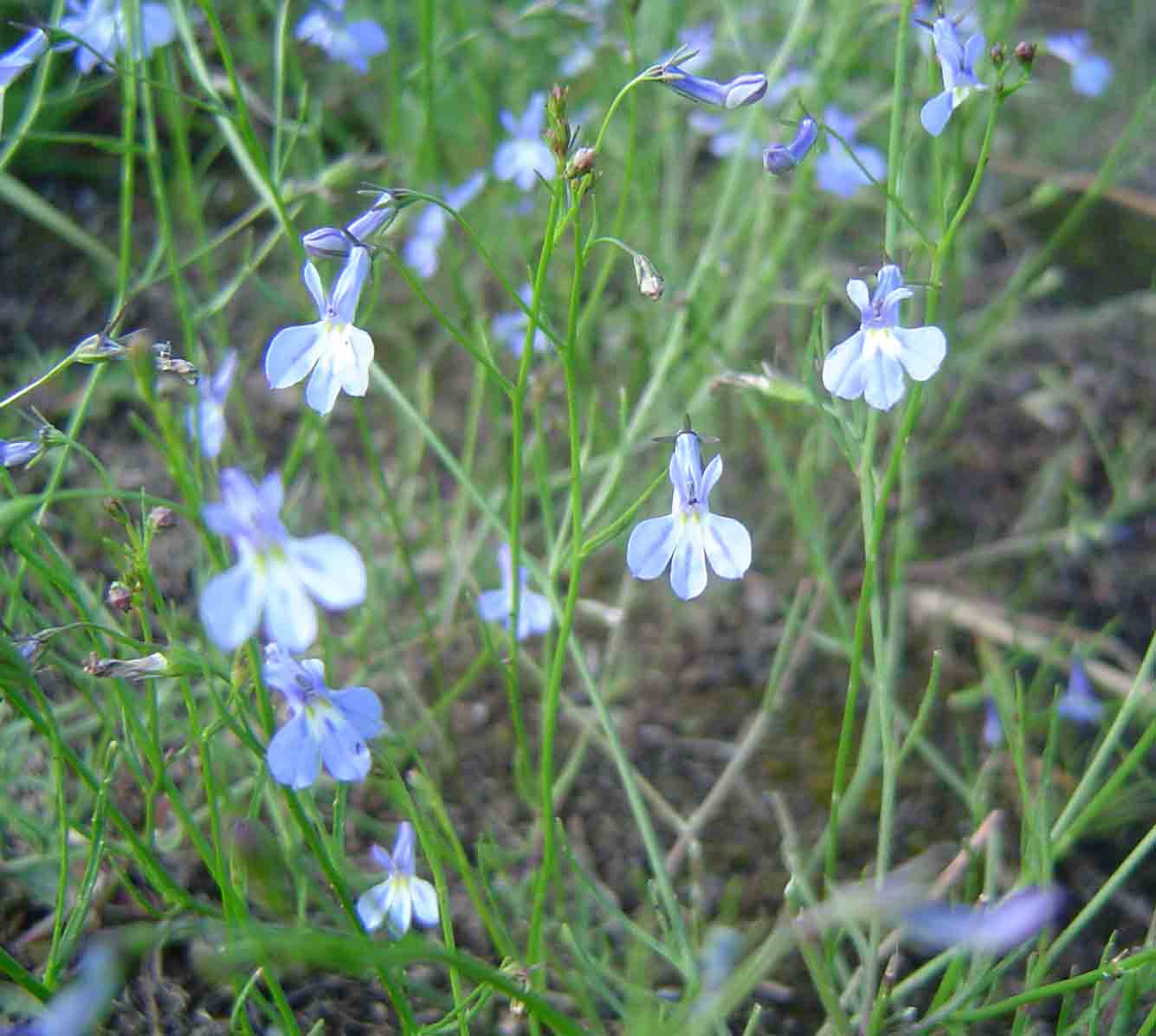 Lobelia erinus