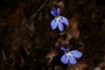 Lobelia erinus