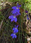 Lobelia erinus