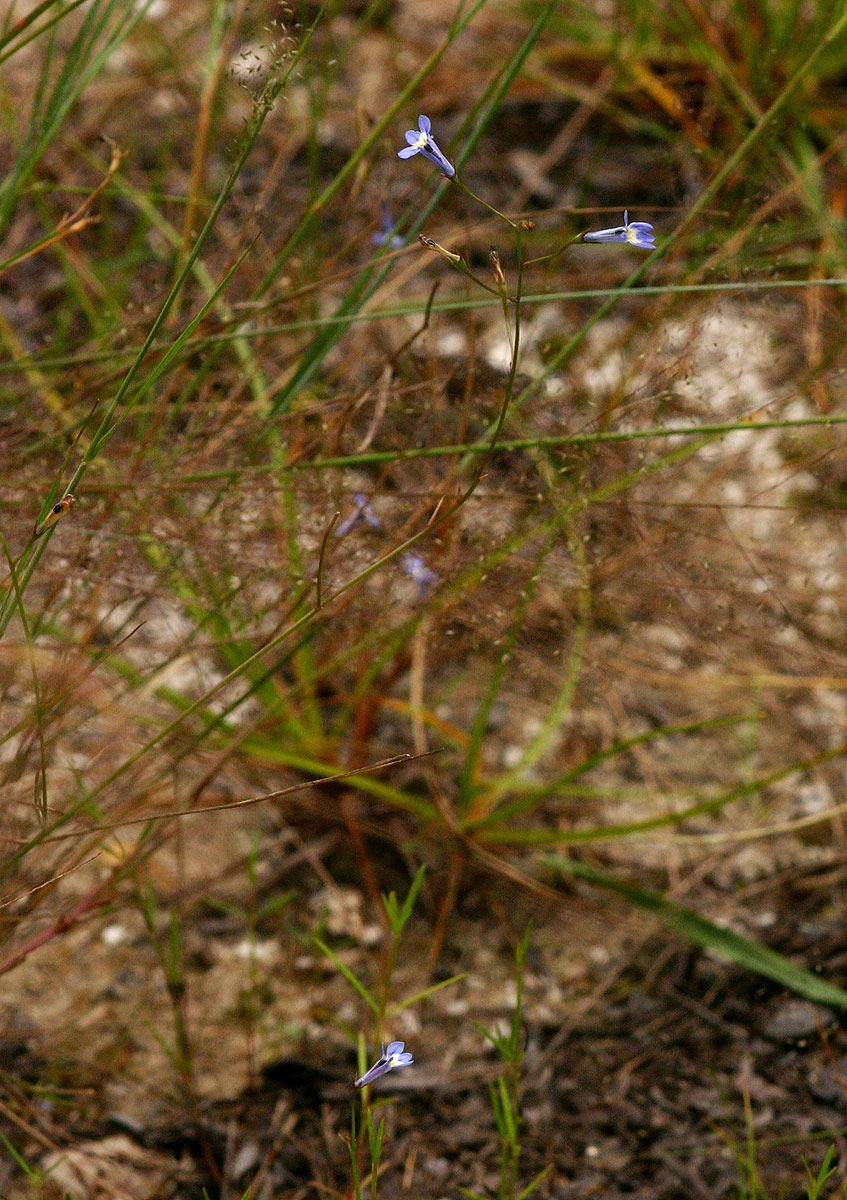 Lobelia erinus