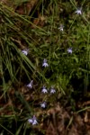 Lobelia erinus