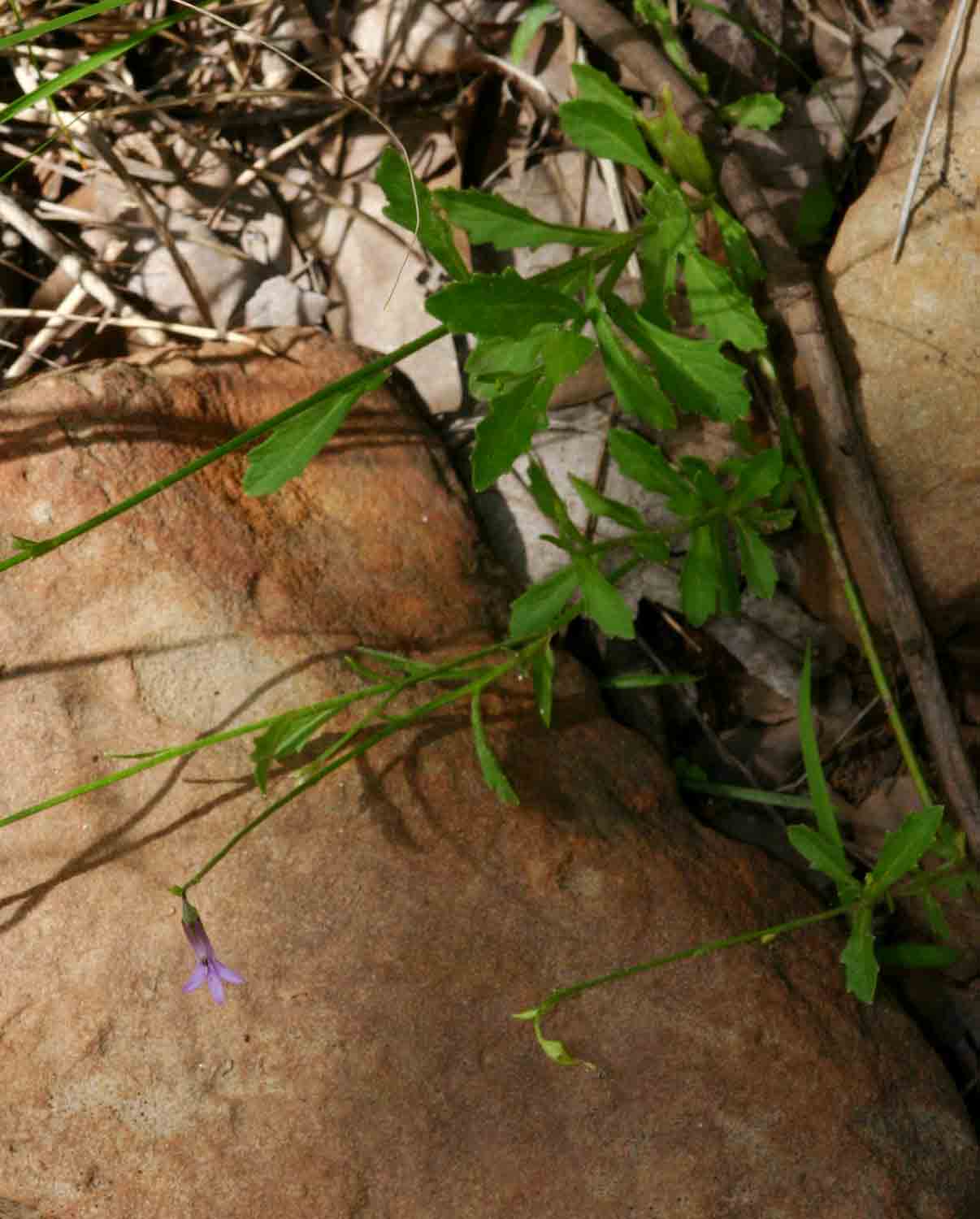 Lobelia goetzei