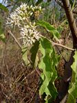 Vernonia amygdalina