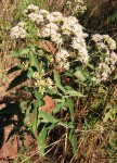 Vernonia amygdalina