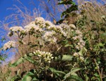 Vernonia amygdalina