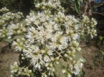 Vernonia amygdalina