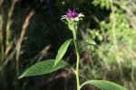 Vernonia anthelmintica