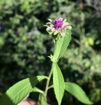 Vernonia anthelmintica