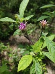 Vernonia anthelmintica