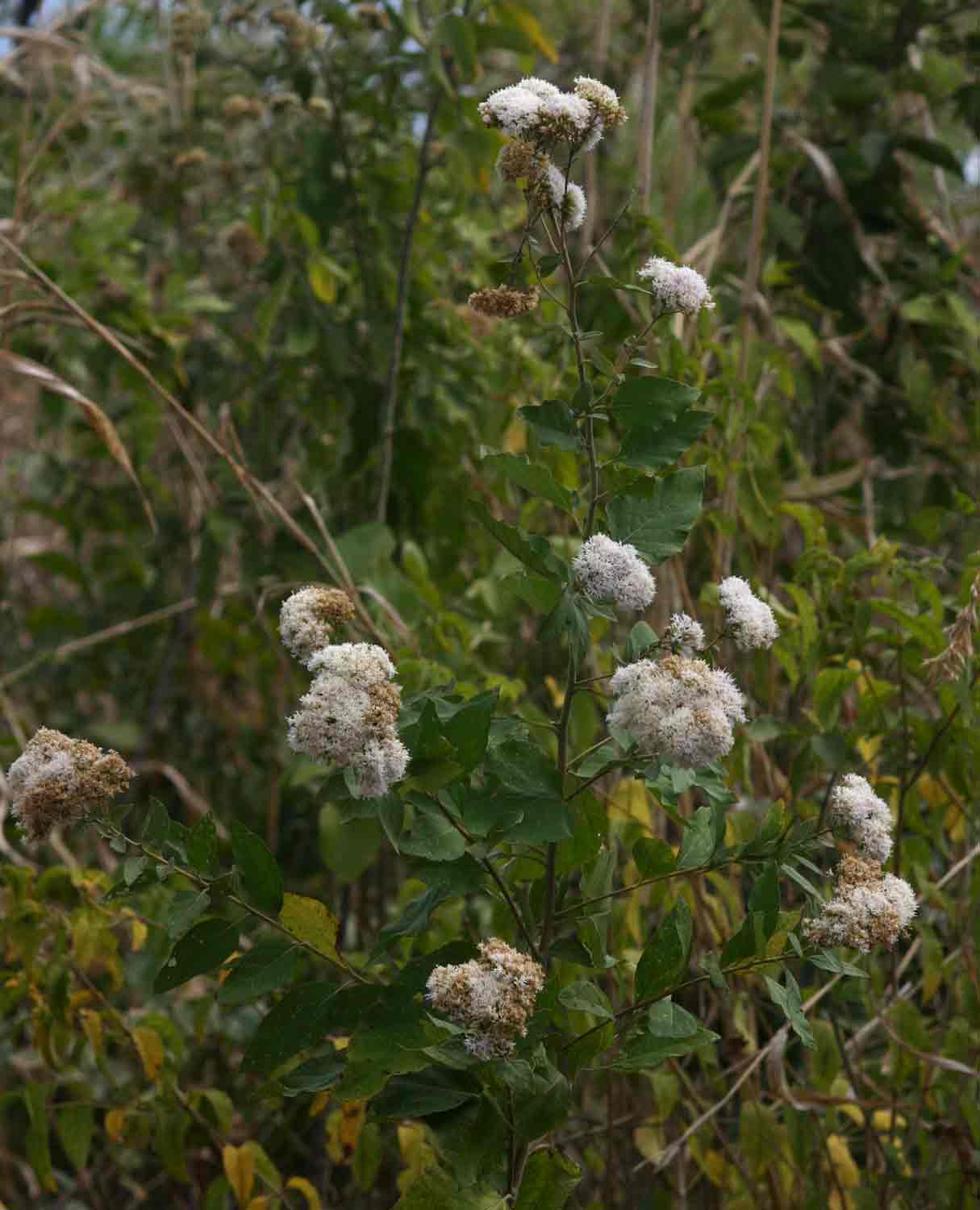 Vernonia colorata subsp. colorata