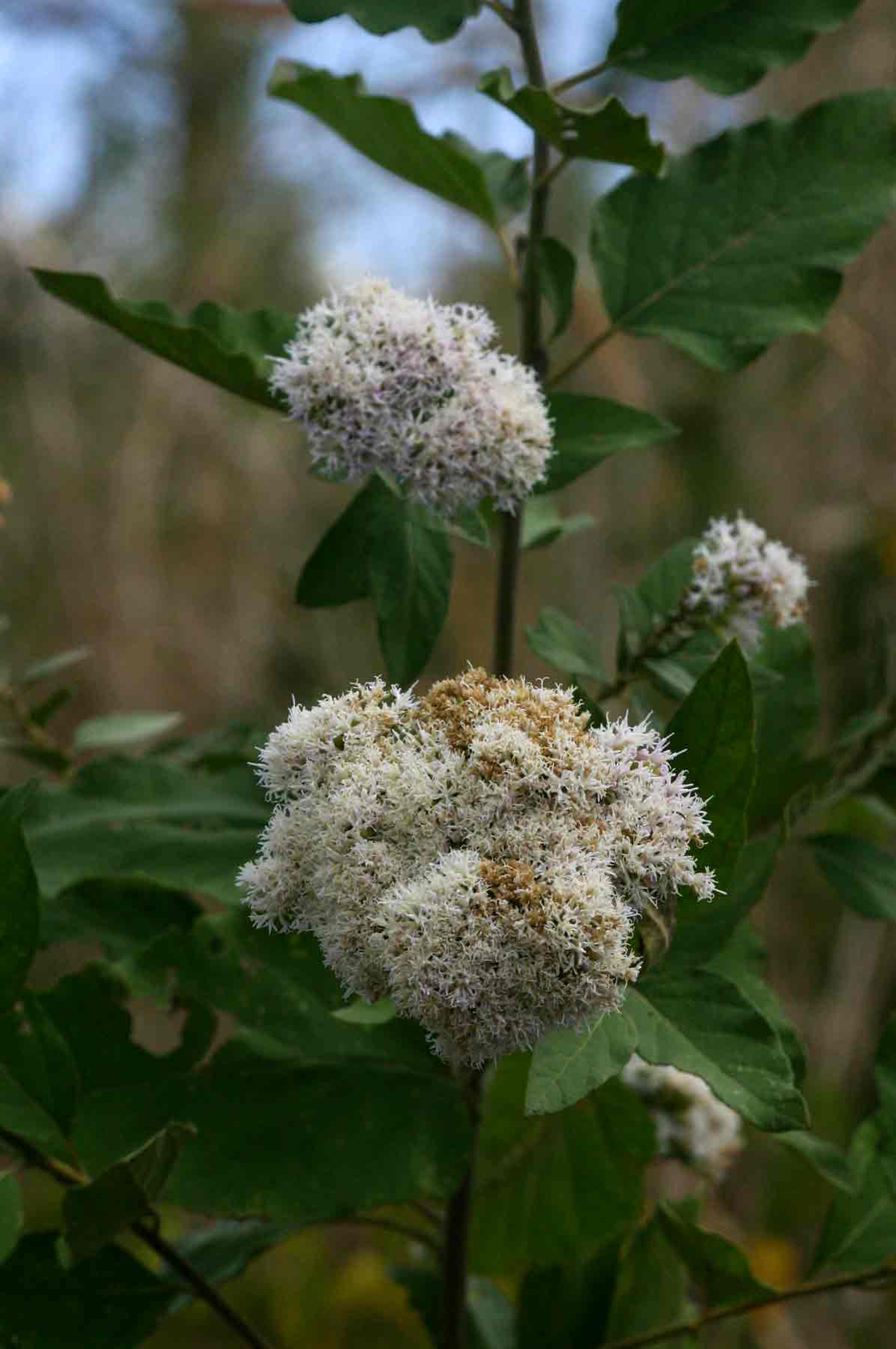 Vernonia colorata subsp. colorata