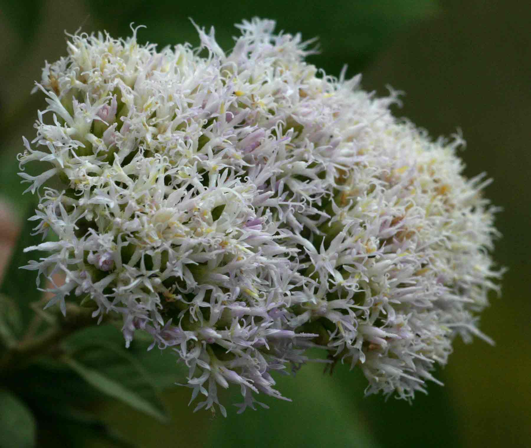 Vernonia colorata subsp. colorata