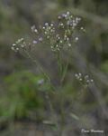 Vernonia meiostephana