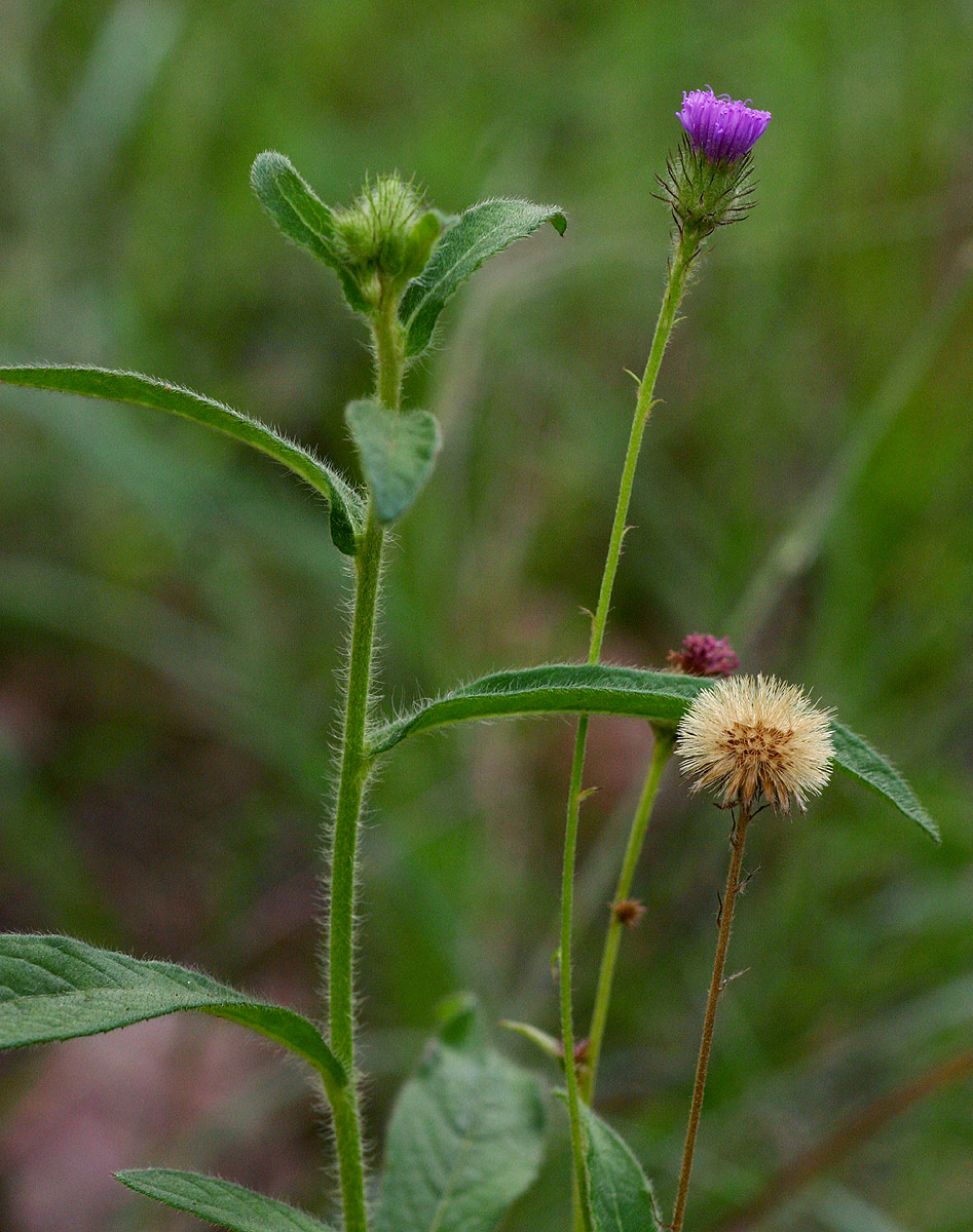 Vernonia petersii