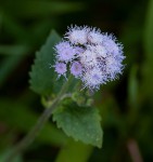 Ageratum houstonianum