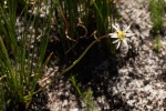 Aster chimanimaniensis