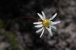 Aster chimanimaniensis