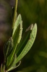 Aster chimanimaniensis