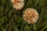 Aster chimanimaniensis