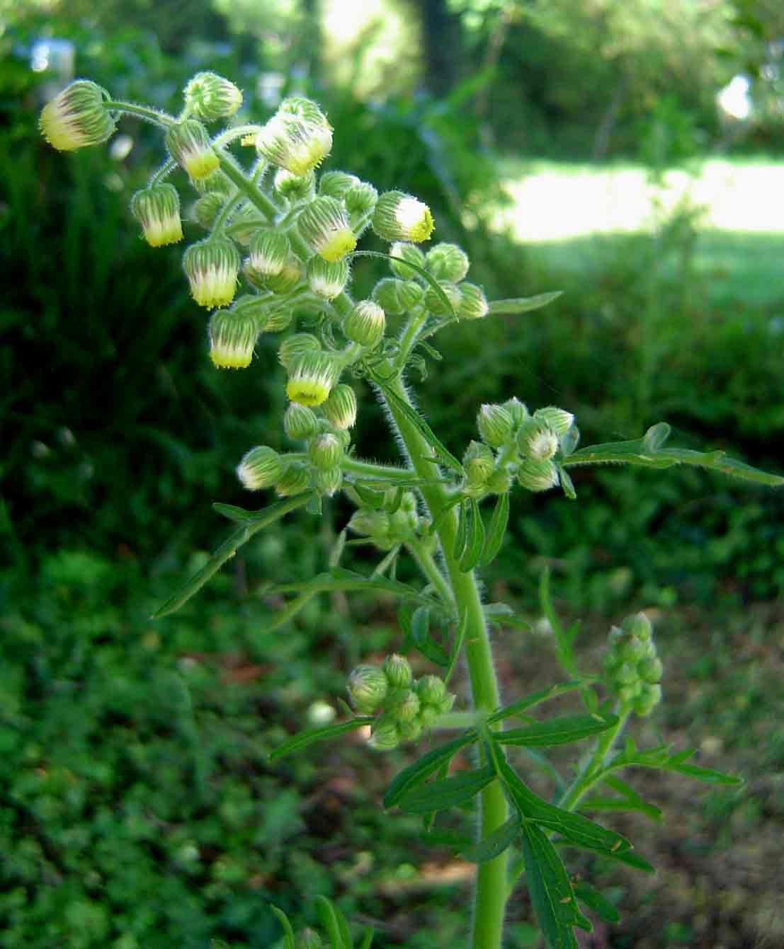 Nidorella aegyptiaca