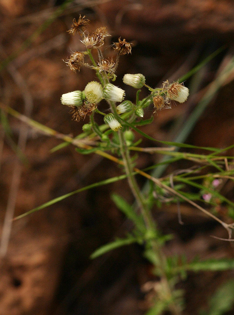 Nidorella aegyptiaca