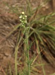 Nidorella aegyptiaca