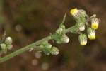 Nidorella aegyptiaca