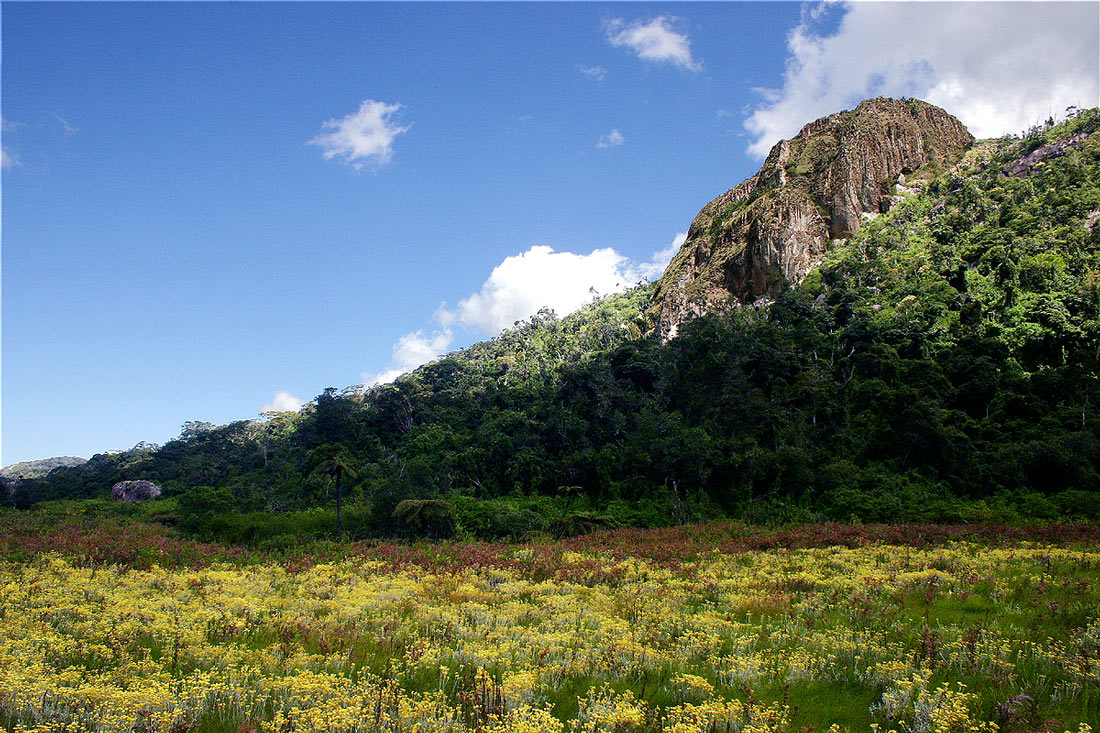 Helichrysum buchananii