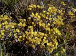 Helichrysum buchananii